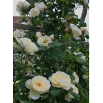 Uetersener Klosterrose Ютерзейн Клостерроуз